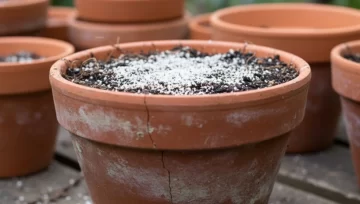 Pocos lo saben: el poderoso efecto de enterrar huesos triturados en las macetas