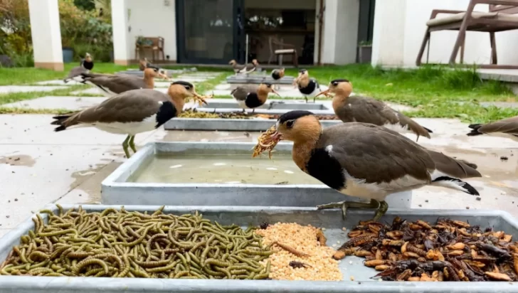 El truco natural para que los teros lleguen a tu patio todos los días durante noviembre El truco natural para que los teros lleguen a tu patio todos los días durante noviembre