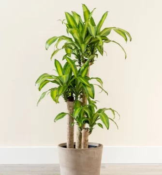 Captura-de-pantalla-2025-11-25-234635-677x728