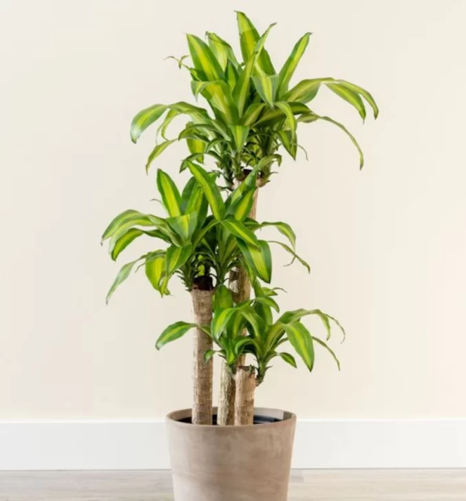 Captura-de-pantalla-2025-11-25-234635-677x728