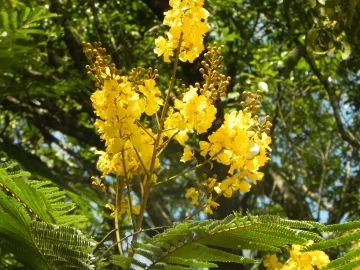 Flores-del-Ibira-Pita-728x546