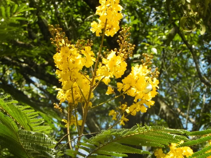 Flores-del-Ibira-Pita-728x546