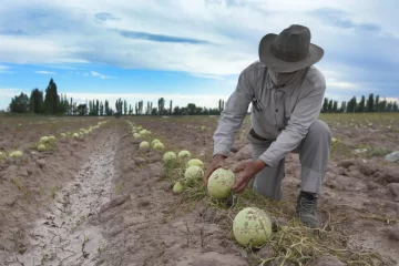 Altos costos y bajo consumo impactan en la producción de melones: las estrategias de Sarmiento para remontar la temporada