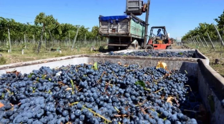 Ya no esperan que mejoren las ventas de vino: apuntan a la reconversión y mejorar rentabilidad Ya no esperan que mejoren las ventas de vino: apuntan a la reconversión y mejorar rentabilidad