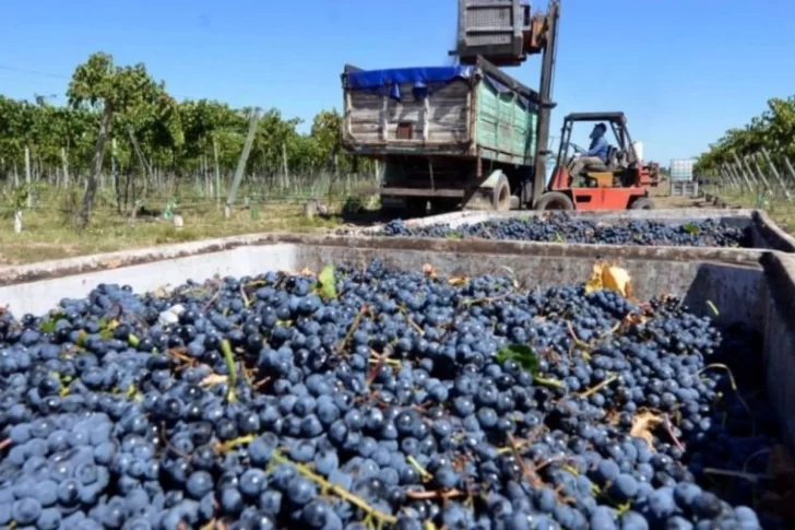 Ya no esperan que mejoren las ventas de vino: apuntan a la reconversión y mejorar rentabilidad 