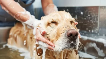 El método para bañar a los perros que se impone desde Estados Unidos y es furor El método para bañar a los perros que se impone desde Estados Unidos y es furor