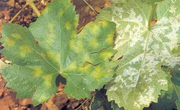 Alerta fitosanitaria para productores vitícolas de San Juan por riesgo elevado de peronospora Alerta fitosanitaria para productores vitícolas de San Juan por riesgo elevado de peronospora