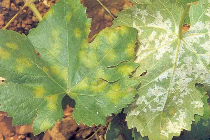 Alerta fitosanitaria para productores vitícolas de San Juan por riesgo elevado de peronospora