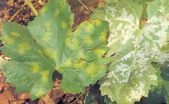 Alerta fitosanitaria para productores vitícolas de San Juan por riesgo elevado de peronospora Alerta fitosanitaria para productores vitícolas de San Juan por riesgo elevado de peronospora