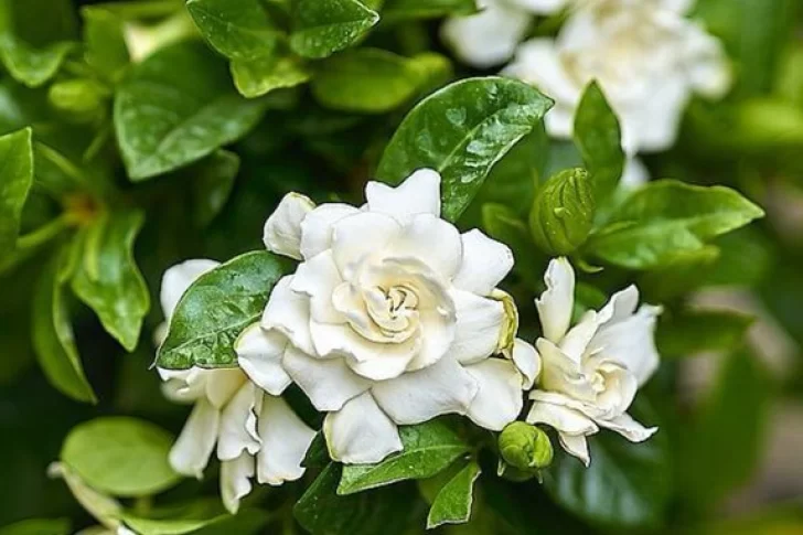 Para qué sirve rociar al jazmín con vinagre