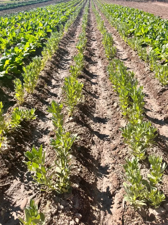 WhatsApp-Image-2025-11-11-at-12.57.13-2-546x728 WhatsApp-Image-2025-11-11-at-12.57.13-2-546x728