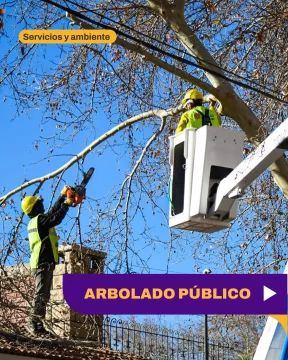 Nuevo operativo de mantenimiento de arbolado público en la Ciudad