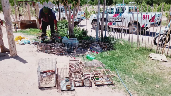 Detuvieron a dos sanjuaninos con 36 aves autóctonas en Sarmiento Detuvieron a dos sanjuaninos con 36 aves autóctonas en Sarmiento