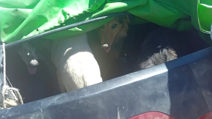 caza-3-728x410 caza-3-728x410