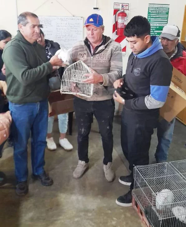 conejo2-597x728 conejo2-597x728