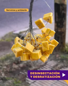 Operativos de desinsectación y desratización continúan en diversos barrios de la Ciudad