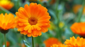 Estas son las tres plantas que mejor rinden si las sembrás en noviembre Estas son las tres plantas que mejor rinden si las sembrás en noviembre