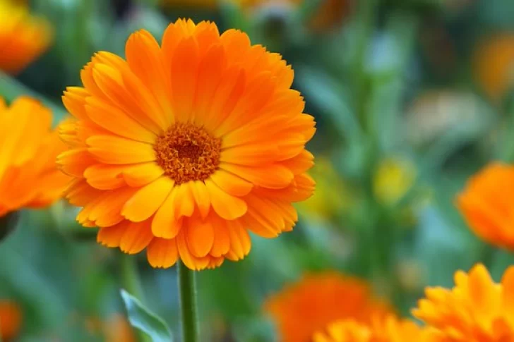 Estas son las tres plantas que mejor rinden si las sembrás en noviembre