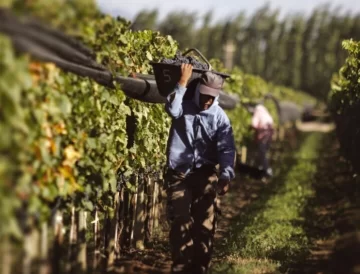 Reforma vitivinícola: Gobierno eliminó 973 normas para simplificar los trámites del sector Reforma vitivinícola: Gobierno eliminó 973 normas para simplificar los trámites del sector