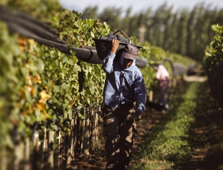 Reforma vitivinícola: Gobierno eliminó 973 normas para simplificar los trámites del sector Reforma vitivinícola: Gobierno eliminó 973 normas para simplificar los trámites del sector