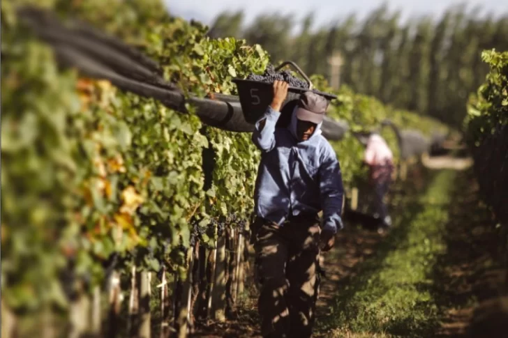 Crisis vitivinícola: reconvertir viñedos puede costar hasta 30.000 dólares la hectárea 