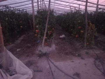 Dos detenidos por robar tomates y ajos en distintas fincas Dos detenidos por robar tomates y ajos en distintas fincas