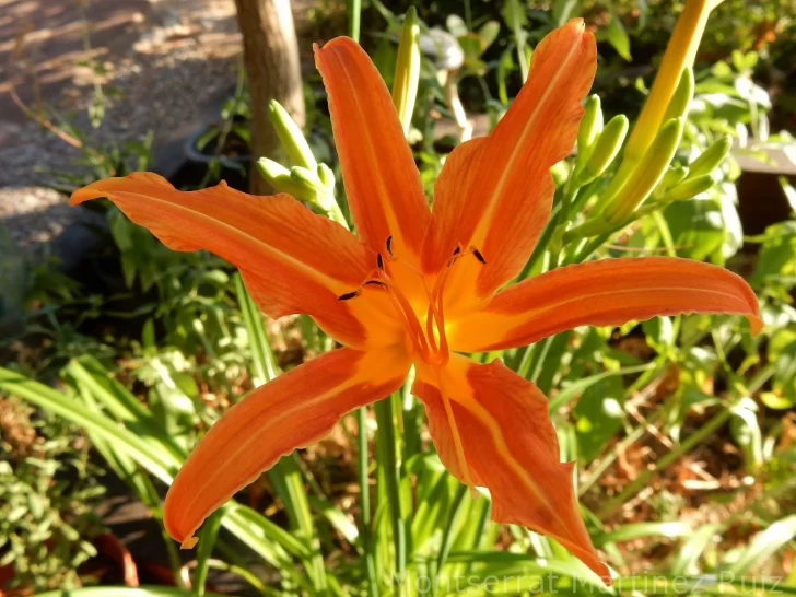 hemer-2-728x546 hemer-2-728x546