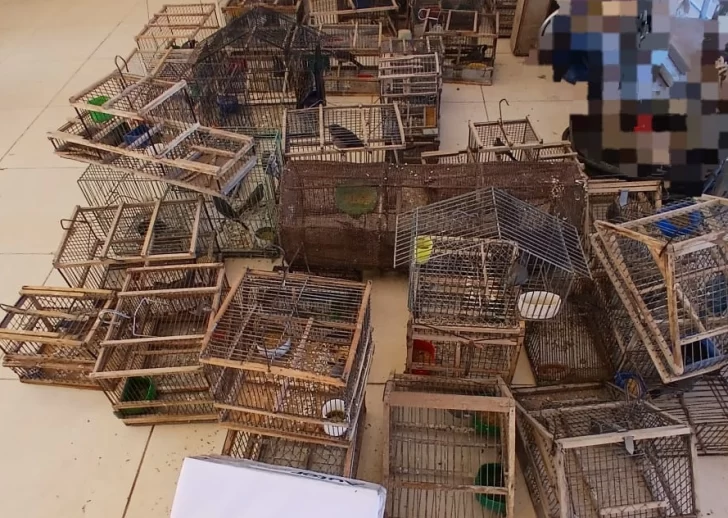 Secuestraron 55 aves autóctonas y objetos usados para carreras de galgos Secuestraron 55 aves autóctonas y objetos usados para carreras de galgos