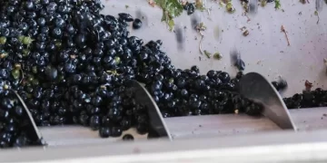 El Grupo Fecovita reconfigura Bodega Resero para aumentar hasta un 30% su producción en San Juan