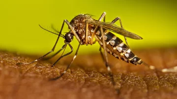 Después de las lluvias, Salud emitió las recomendaciones para evitar la proliferación de mosquitos Después de las lluvias, Salud emitió las recomendaciones para evitar la proliferación de mosquitos