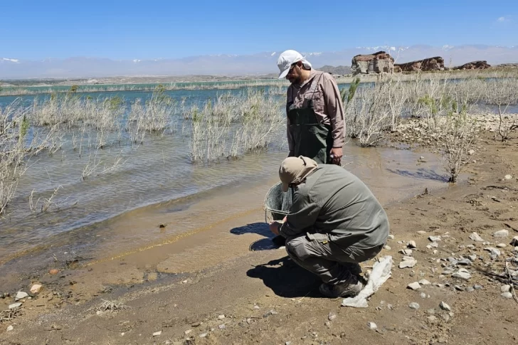 Revelaron la causa de muerte de peces en el Dique Cuesta del Viento