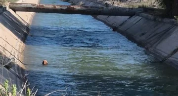 Un llamado anónimo y la intervención de 3 efectivos policiales le salvaron la vida a un perro que cayó a un canal y fue arrastrado por el agua Un llamado anónimo y la intervención de 3 efectivos policiales le salvaron la vida a un perro que cayó a un canal y fue arrastrado por el agua
