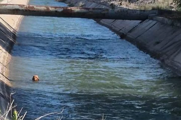 Un llamado anónimo y la intervención de 3 efectivos policiales le salvaron la vida a un perro que cayó a un canal y fue arrastrado por el agua