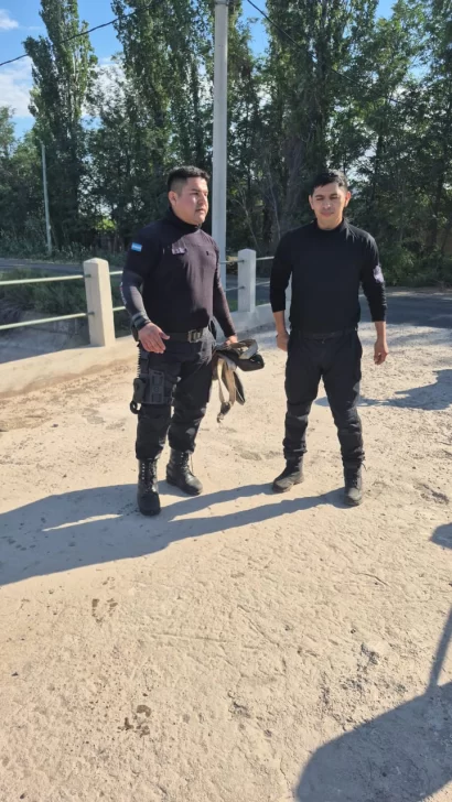 perro2-410x728 perro2-410x728