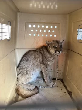 Rescate exitoso de un puma juvenil en Albardón: cómo un llamado al 911 salvó la vida del animal Rescate exitoso de un puma juvenil en Albardón: cómo un llamado al 911 salvó la vida del animal