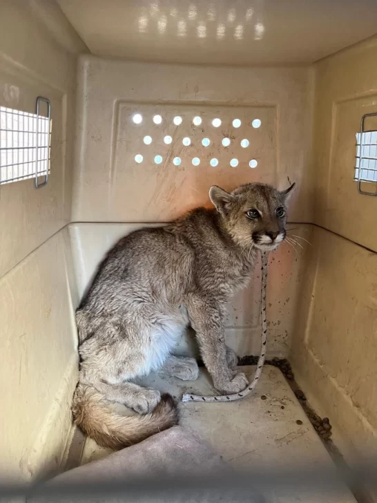 Rescate exitoso de un puma juvenil en Albardón: cómo un llamado al 911 salvó la vida del animal Rescate exitoso de un puma juvenil en Albardón: cómo un llamado al 911 salvó la vida del animal