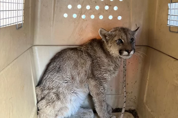 Rescate exitoso de un puma juvenil en Albardón: cómo un llamado al 911 salvó la vida del animal