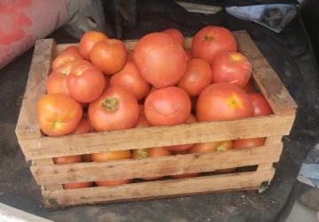 tomates-robados-24-728x507