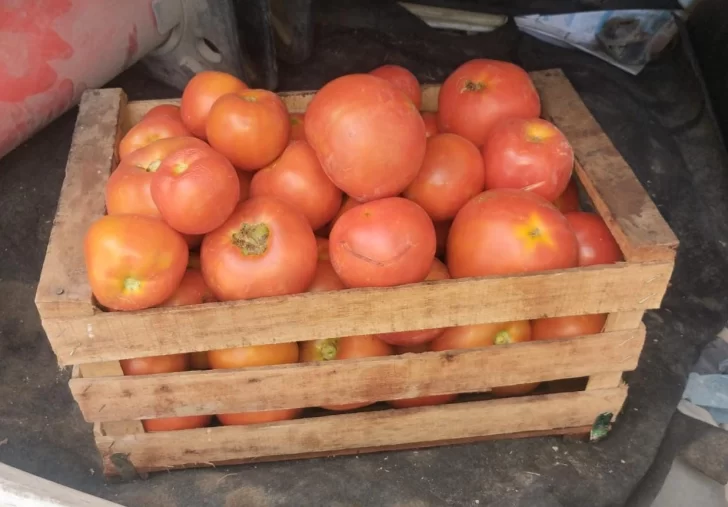 tomates-robados-24-728x507