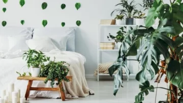 Las cinco mejores plantas para poner en la habitación, según un experto en jardinería Las cinco mejores plantas para poner en la habitación, según un experto en jardinería