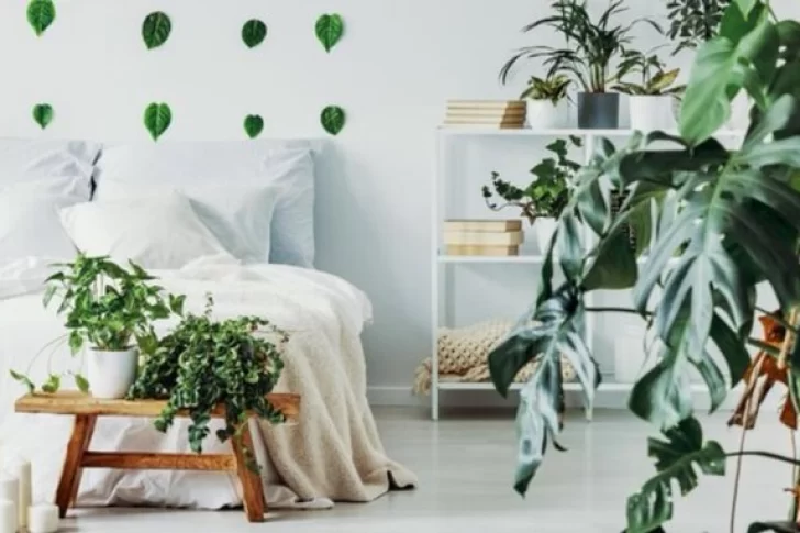 Las cinco mejores plantas para poner en la habitación, según un experto en jardinería