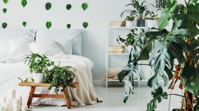 Las cinco mejores plantas para poner en la habitación, según un experto en jardinería Las cinco mejores plantas para poner en la habitación, según un experto en jardinería