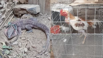 Secuestraron un lagarto rojo y 12 gallos de riña en Caucete y Albardón durante dos operativos policiales