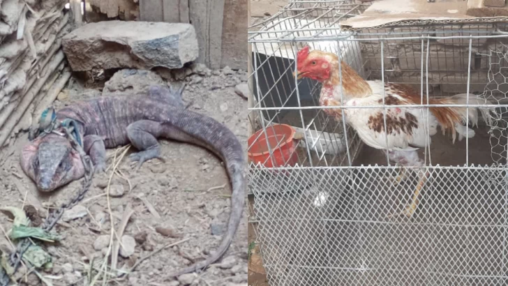 Secuestraron un lagarto rojo y 12 gallos de riña en Caucete y Albardón durante dos operativos policiales