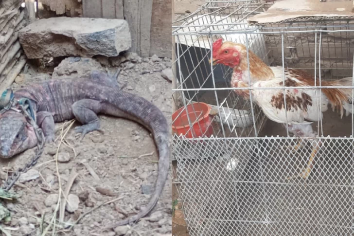 Secuestraron un lagarto rojo y 12 gallos de riña en Caucete y Albardón durante dos operativos policiales