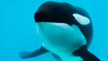 Murió Kshamenk, la única orca que vivía en cautiverio desde hacía 33 años Murió Kshamenk, la única orca que vivía en cautiverio desde hacía 33 años