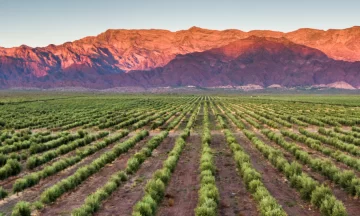 Olivícolas anticipan más producción, pero piden soluciones de energía y agua Olivícolas anticipan más producción, pero piden soluciones de energía y agua