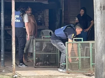 Brutal ataque de tres perros pitbull a un niño de 9 años: le mordieron la cabeza y está grave Brutal ataque de tres perros pitbull a un niño de 9 años: le mordieron la cabeza y está grave