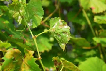 Agricultura emitió un protocolo de acción contra la peronóspora en época de alta humedad