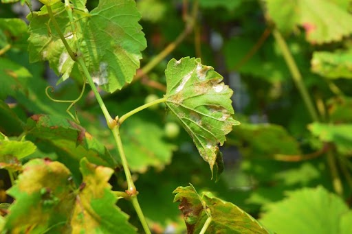Agricultura emitió un protocolo de acción contra la peronóspora en época de alta humedad